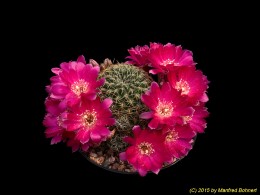 Sulcorebutia vasqueziana ssp. losenickyana HS3 2281